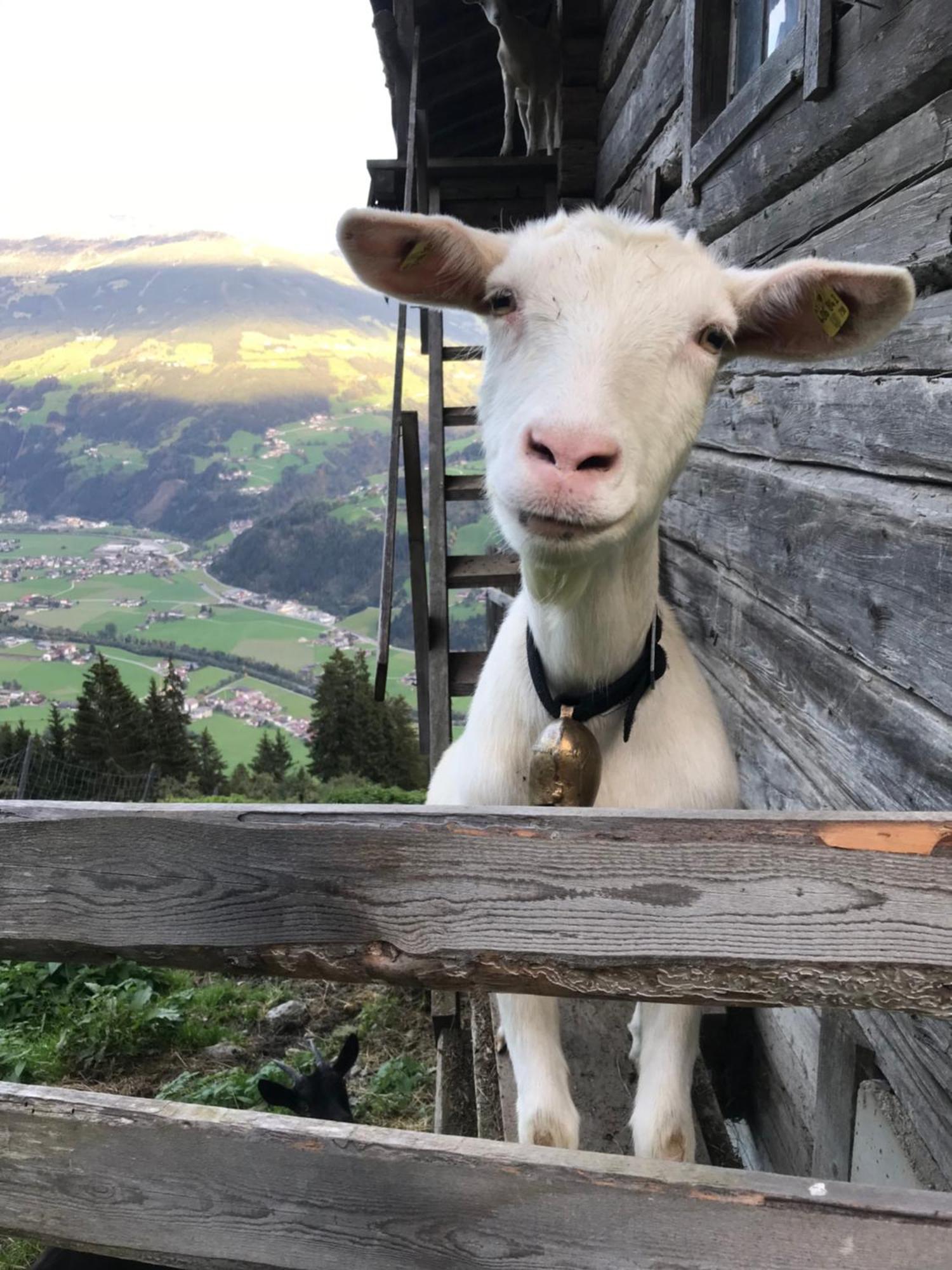 Goass'N Alm Zillertal Βίλα Hippach Εξωτερικό φωτογραφία